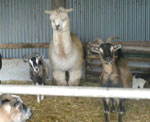 Alpacas resting in the stables