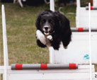 Tara at a Flyball event