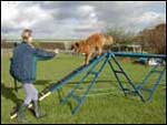 Dog Agility Course